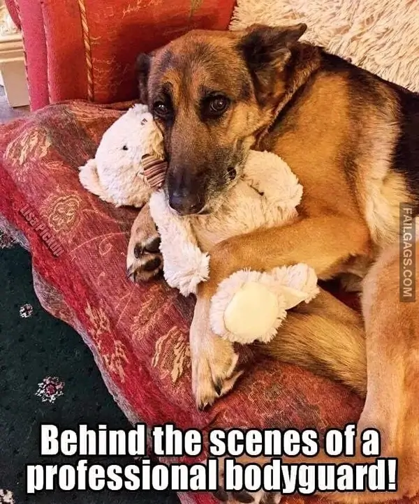 12 Wholesome Dog Memes of German Shepherds Being Sweet Bundles of Cuddles (5)