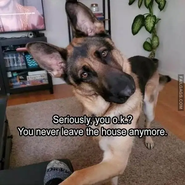 12 Wholesome Dog Memes of German Shepherds Being Sweet Bundles of Cuddles (8)