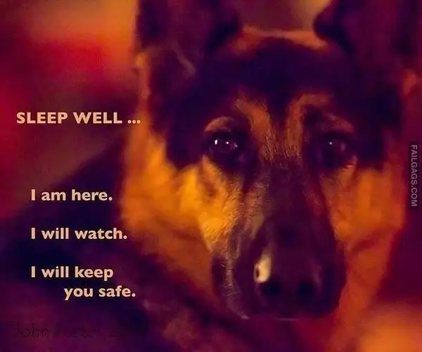12 Wholesome Dog Memes of German Shepherds Being Sweet Bundles of Cuddles (9)