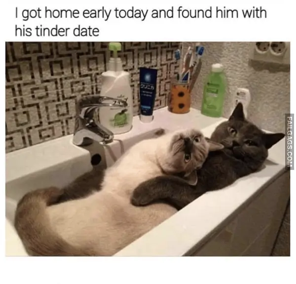 15 Hissterical Cat Memes From Around the Web (4)