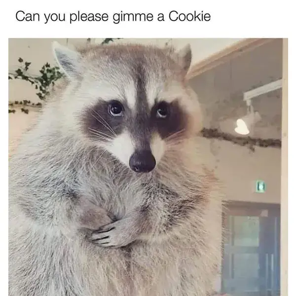 16 Funny Raccoon Memes for Anyone Who Just Loves Those Little Trash Pandas (1)
